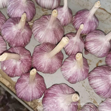 2020 New Crop Garlic price red garlic price